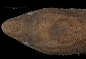 Media type: image;   Herpetology R-175141